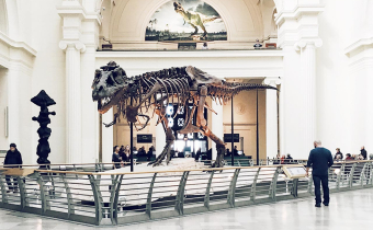 Vestibulum commodo laoreet enim felis mauris